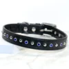 Domed Delight Cute Dog Collar - Petiquette Collars