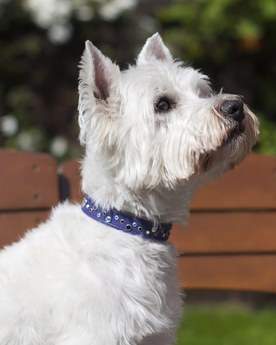 A Westie sitting outside wearing a purple Swarovski dog collar, made by Petiquette