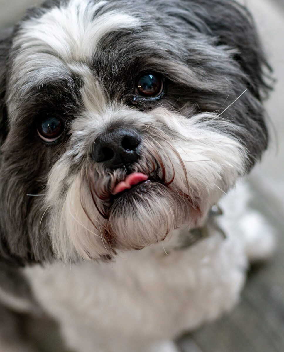 Jimmy the Shih Tzu, staring into the camera licking his lips