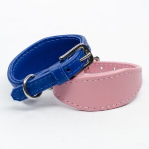italian greyhound puppy collar