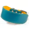 A stylish teal leather lurcher collar with contrasting yellow lining and stitching, made by Petiquette