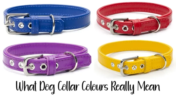 What do different coloured dog collars really mean? Petiquette Collars