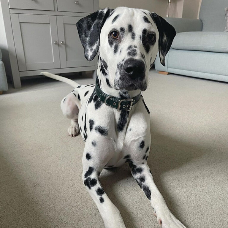 Dog christmas collar uk