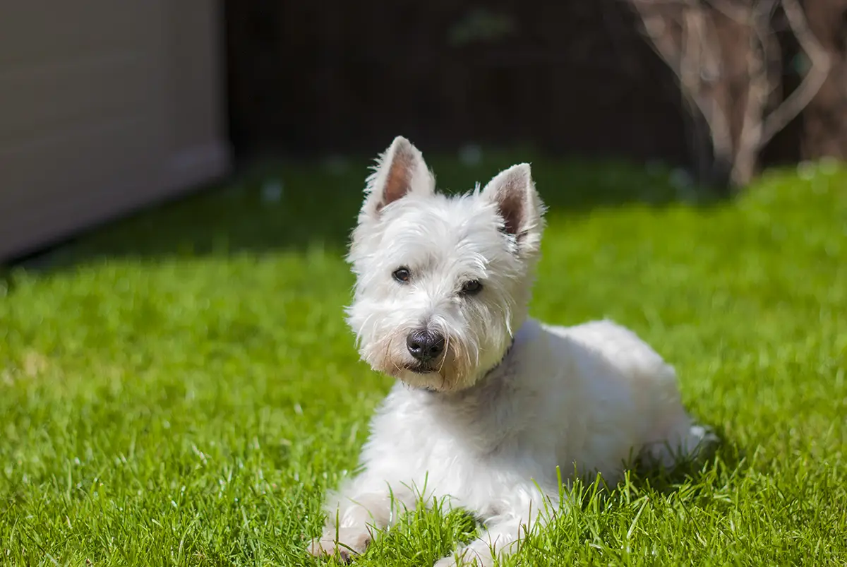 Harry the West Highland White Terrier lying in the grass, staring into the camera lens