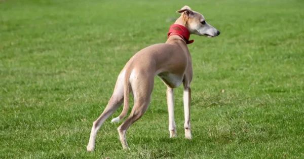 whippet wearing a red leather collar made by Petiquette