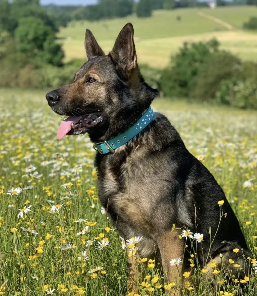 German shepherd puppy store collar