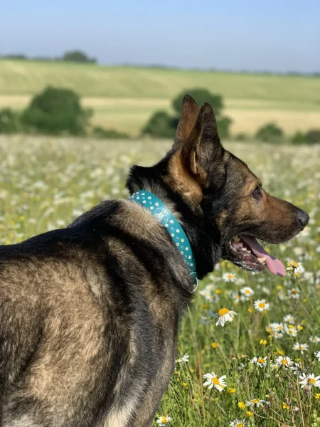 Harry wearing a Pupfluencer collar from Petiquette