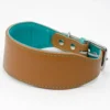 padded leather greyhound collar