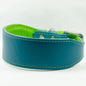 14"-16" teal/lime padded greyhound collar