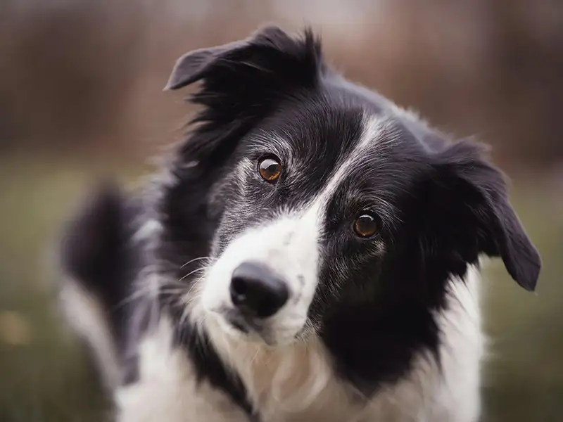 A border collie staring directly into the camera lens