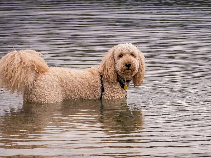 A labradoodle standing in the water