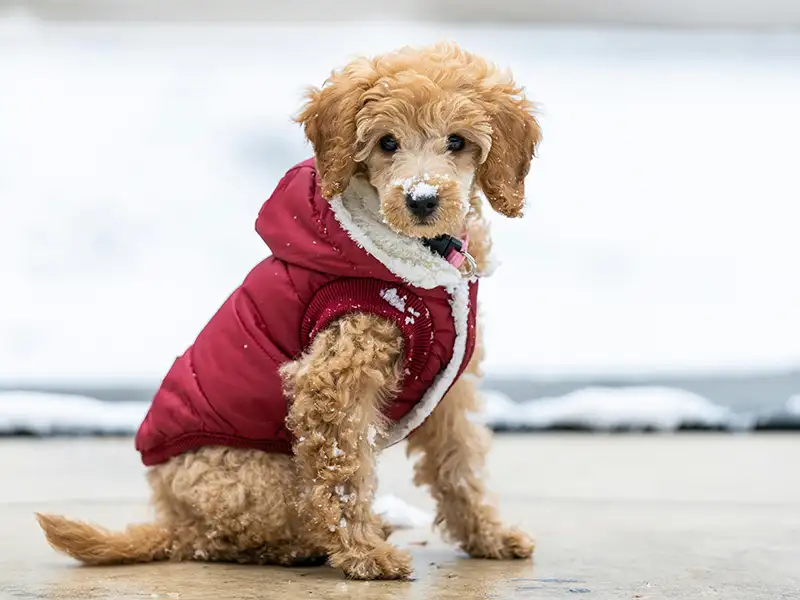 A miniature poodle wearing a coat and sitting in a snowy field