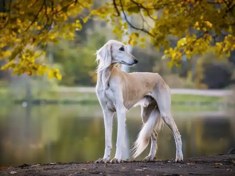 A Saluki standing gracefully next to a lake