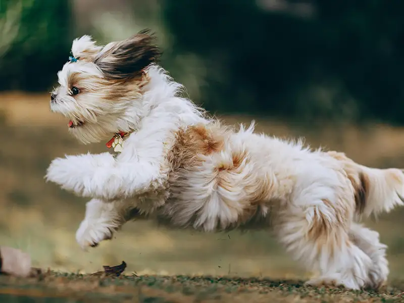 A Shih Tzu running through in the park in Autumn