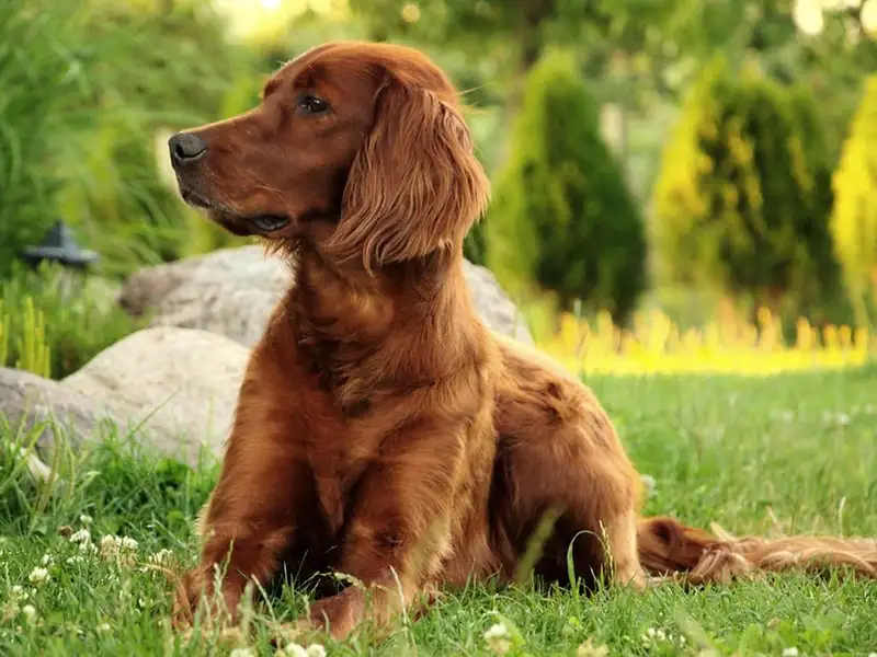 An Irish Setter lying on the grass in a sunny field