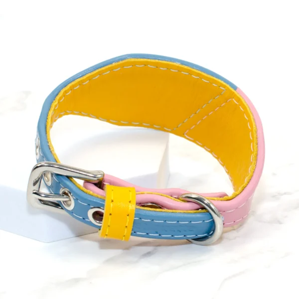 Colourful collar for Iggy - Split Personality - Petiquette Collars