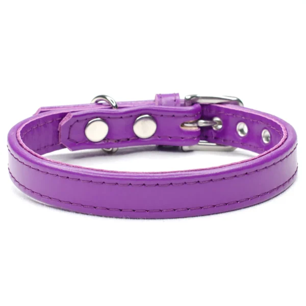 purple dog collar - Petiquette Collars