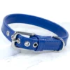 Signal Blue leather dog collar - Petiquette Collars