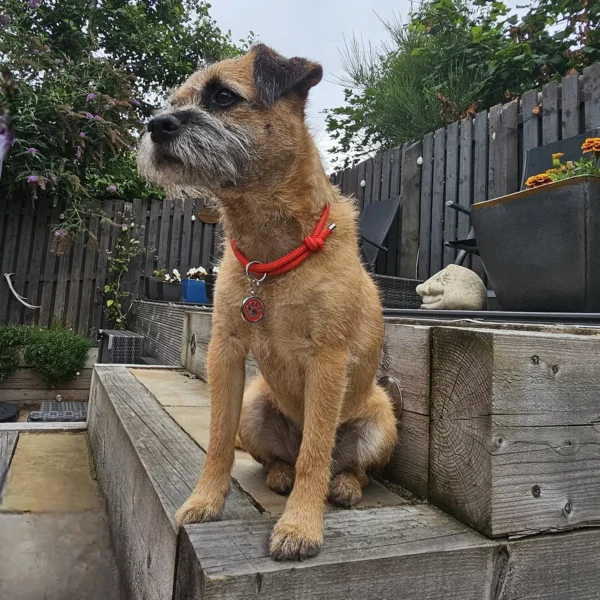 Frey the border terrier wearing a red house collar from Petiquette