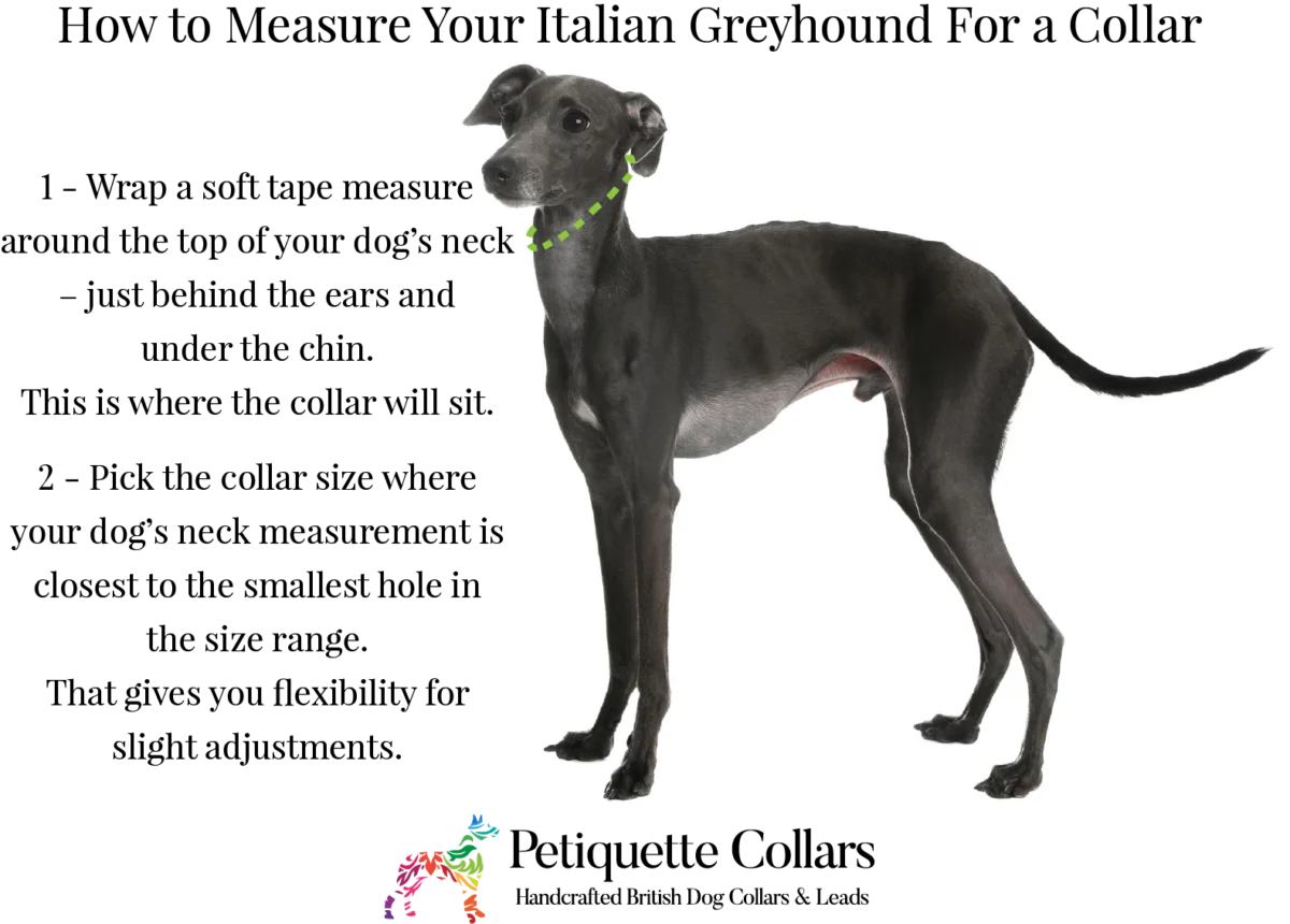 How to measure an Italian Greyhound’s neck for the correct collar size, using a soft tape measure