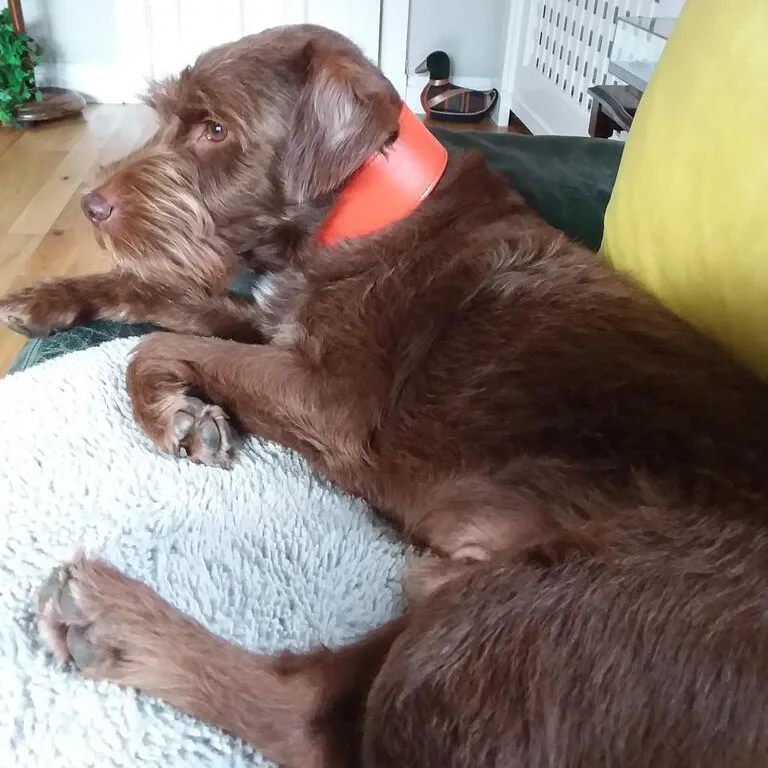 brown dog wearing orange leather dog collar - petiquette collars