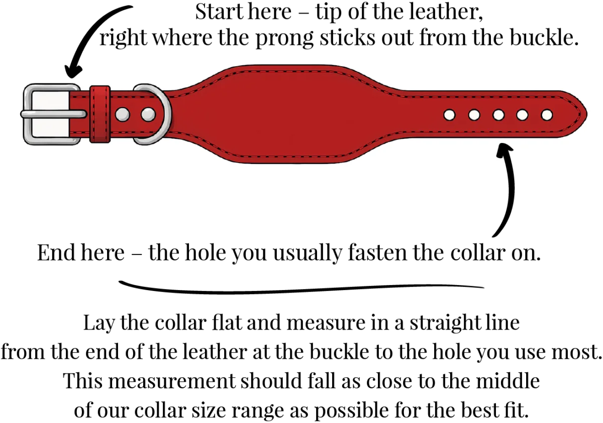 How to measure an existing sighthound collar - Petiquette Collars