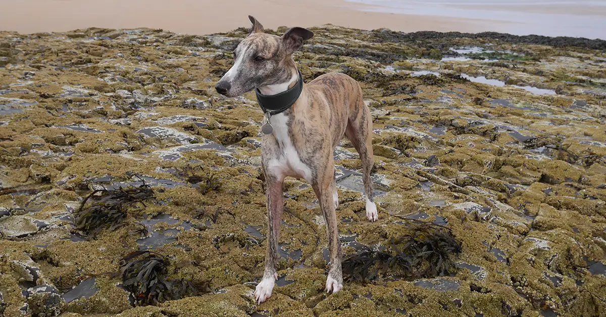 A brindle whippet at the beach wearing a matching olive leather coloured house and fishtail collar set from Petiquette