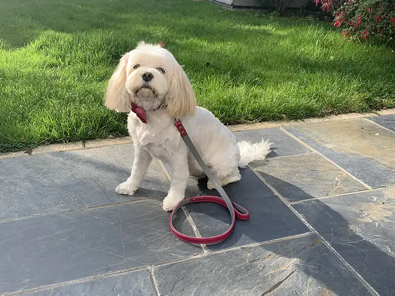 A Cavapoo wearing a comfy leather collar and lead set from Petiquette