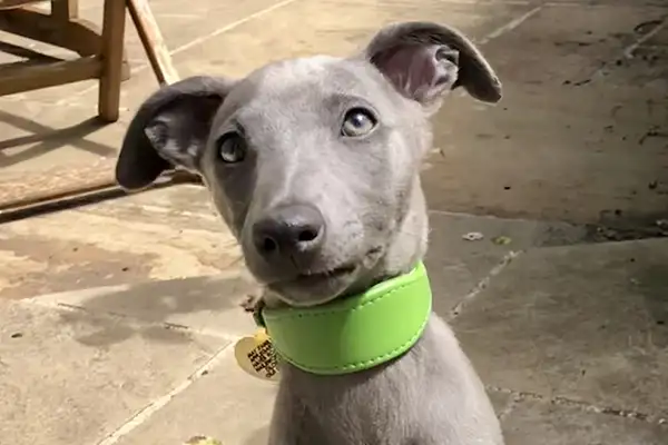 Best Collars for Whippet Puppies: Soft, Safe & Stylish Options 2 a cute whippet puppy wearing a lime green puppy collar from petiquette