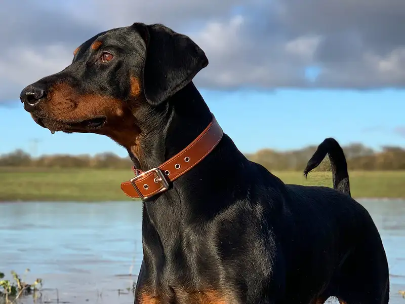 a doberman standing in a field wearing a brown leather collar from petiquette