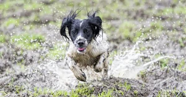 a dog leaping through muddy puddles begging the question - do leather collars get smelly?