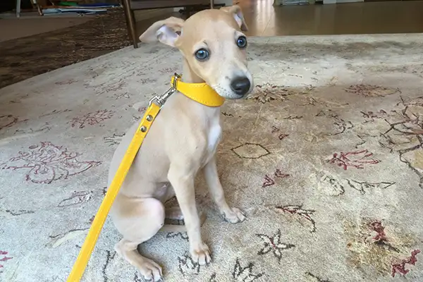 Best Collars for Whippet Puppies: Soft, Safe & Stylish Options 3 a fawn coloured whippet puppy wearing a yellow puppy collar and lead from petiquette collars