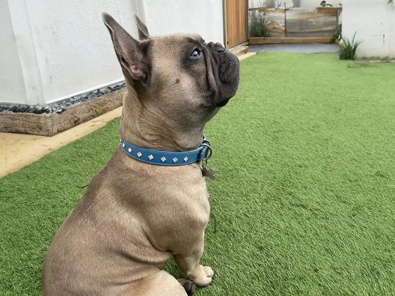 A french bulldog sitting outside wearing a well fitted Swarovski dog collar from Petiquette