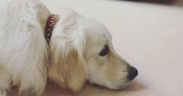 A golden retriever wearing a comfortable leather collar from Petiquette