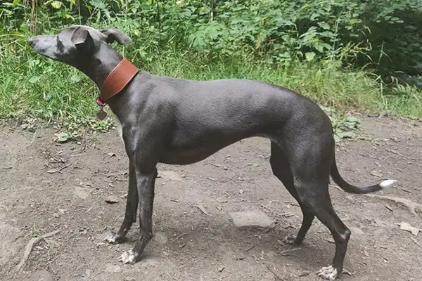 Why Whippets Need Special Collars 2 a grey whippet stood outside wearing a soft leather collar from petiquette