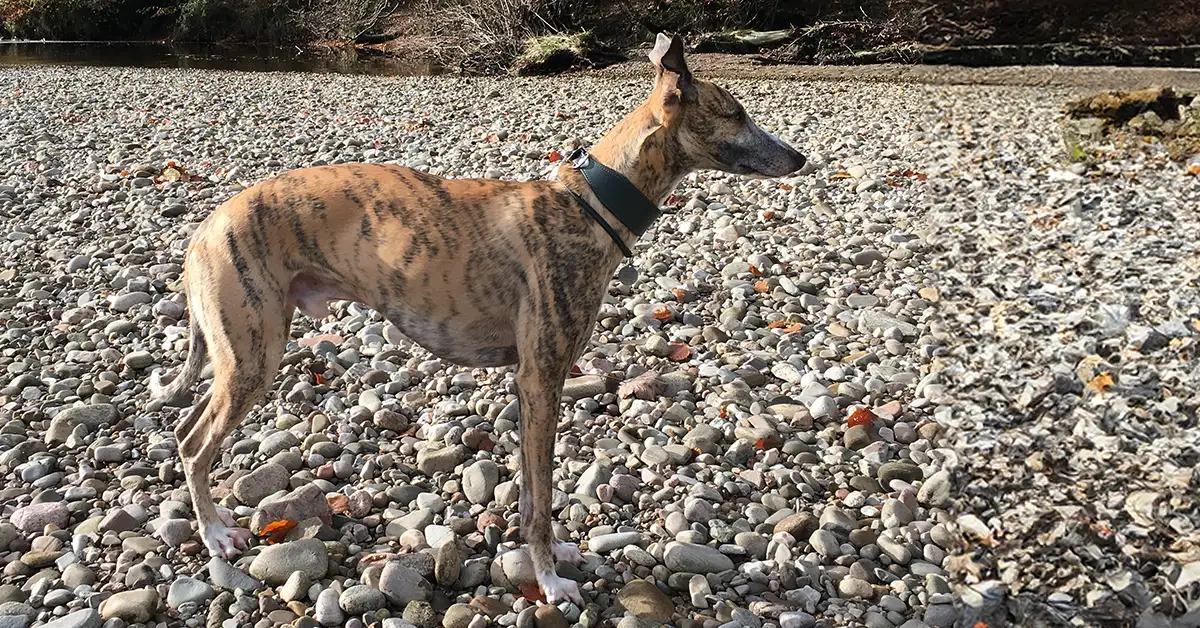 a greyhound walking along a pebble shoreline wearing a leather collar from Petiquette