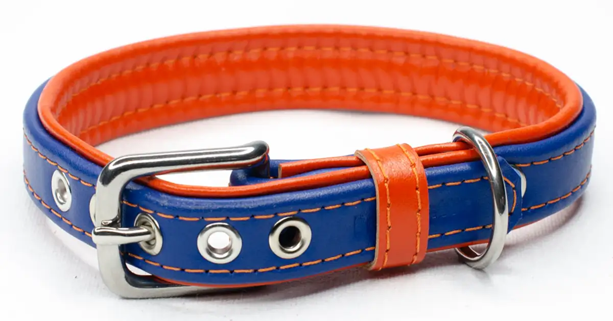 a handmade leather dog collar in bright blue with an orange lining made by Petiquette