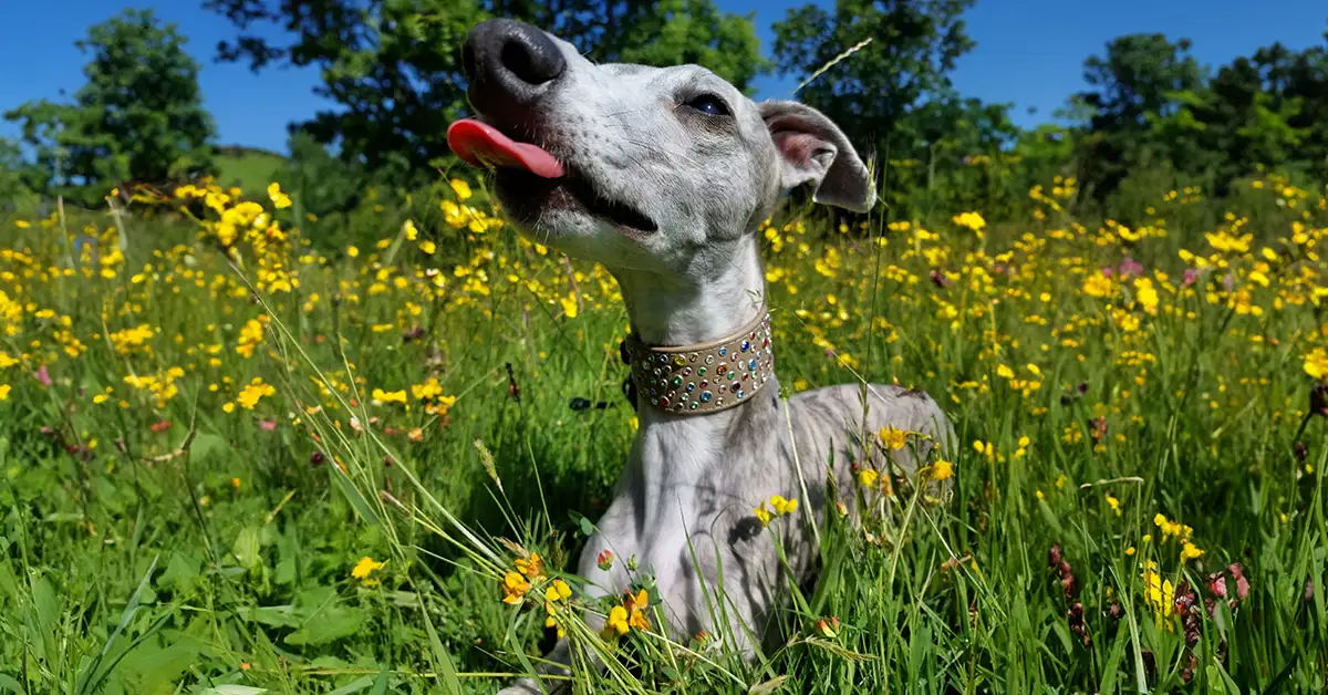 a light coloured whippet lying in a meadow wearing a dazzling swarovski crystal encrusted collar from Petiquette