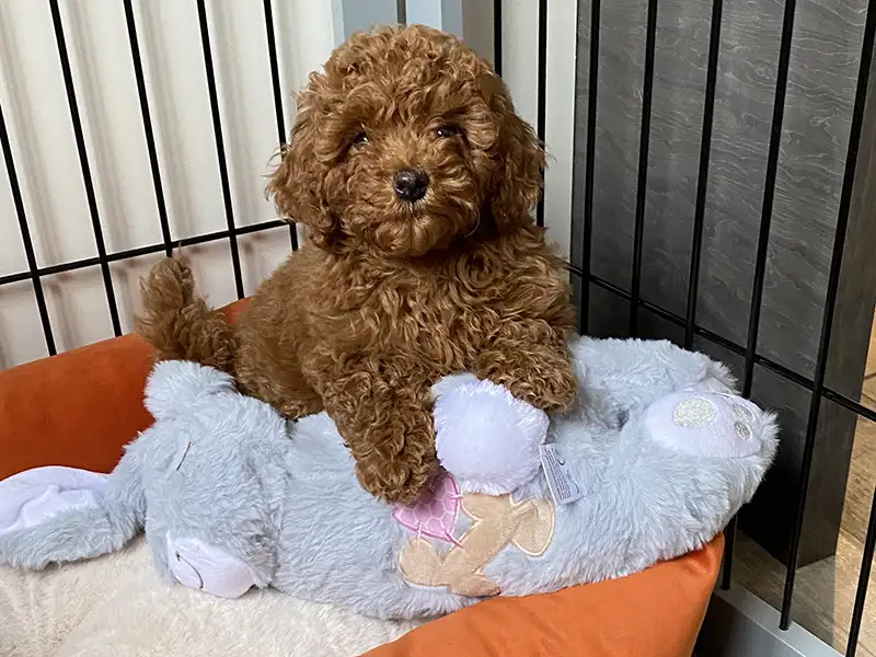 Can Puppies Wear Leather Collars? 4 A miniature poodle puppy in bed ready for sleep