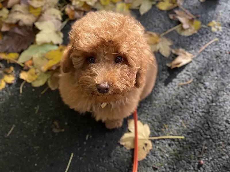 Can Puppies Wear Leather Collars? 5 A miniature poodle puppy sitting outside with a lightweight lead attached to his collar
