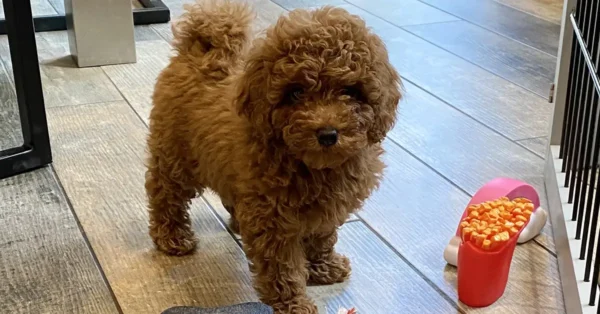 A red miniature poodle puppy wearing a Petiquette puppy collar