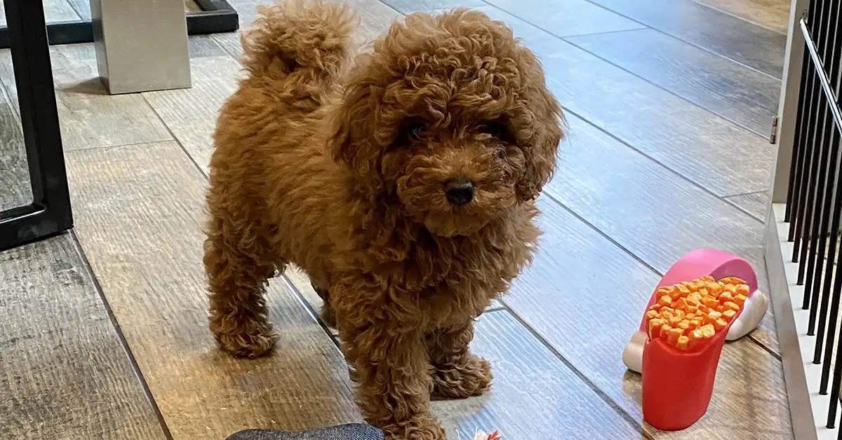 A red miniature poodle puppy wearing a Petiquette puppy collar
