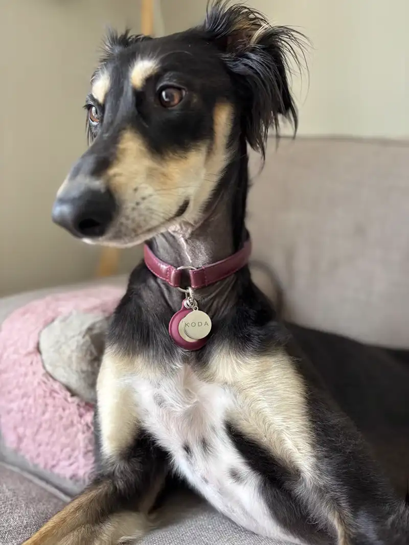 a Saluki wearing a flat leather house collar from Petiquette