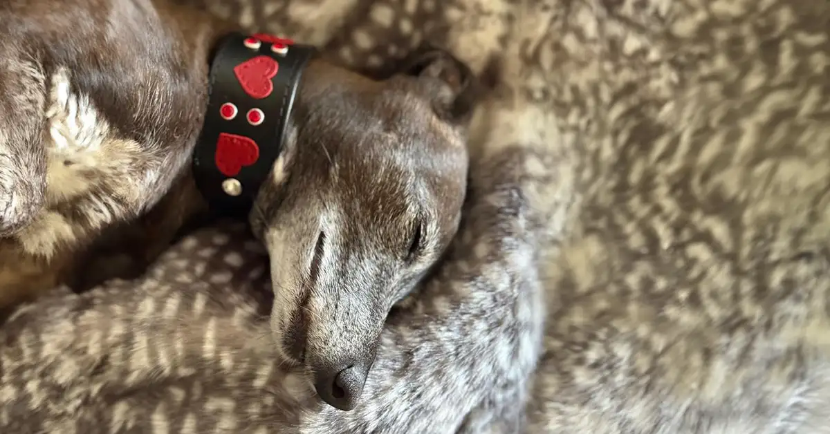 A sleepign Italian Greyhound wearing a custom made British dog collar from Petiquette