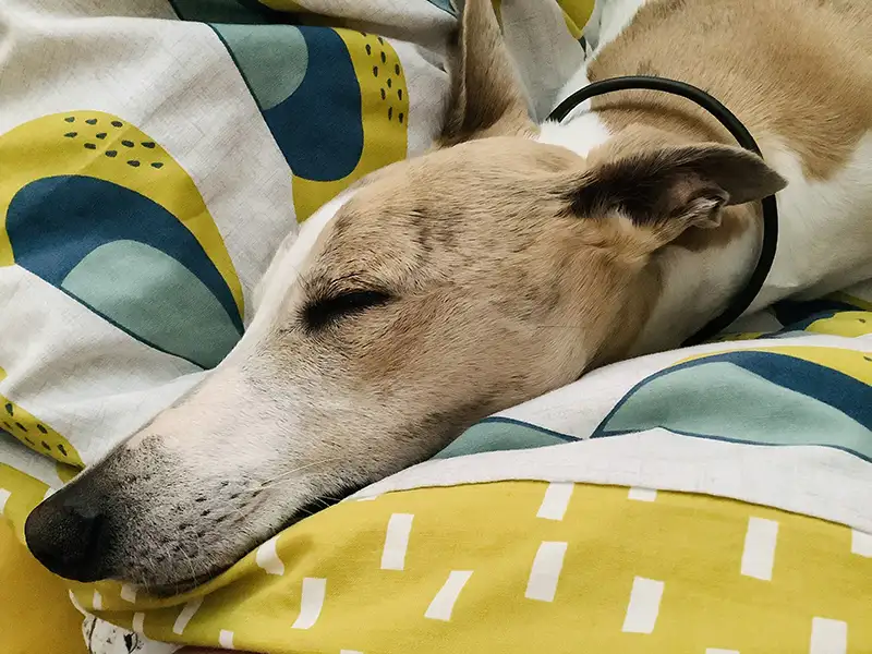 What Real Whippet Owners Say About Petiquette Collars 7 a sleeping whippet wearing a slip on house collar from petiquette