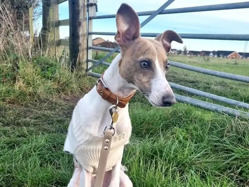a whippet in a fields wearing a mushroom leather collar and lead from Petiquette