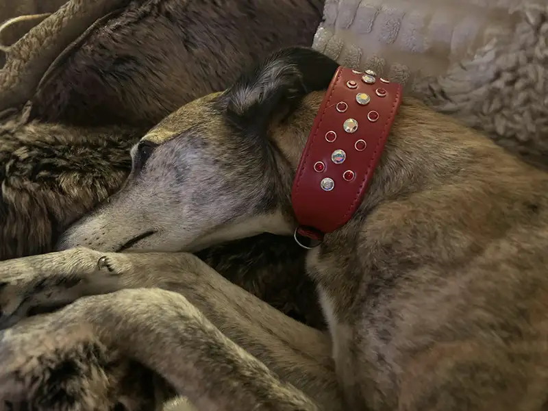 What Real Whippet Owners Say About Petiquette Collars 8 a whippet wearing a red Razzle Dazzle Swarovski crystal collar from Petiquette