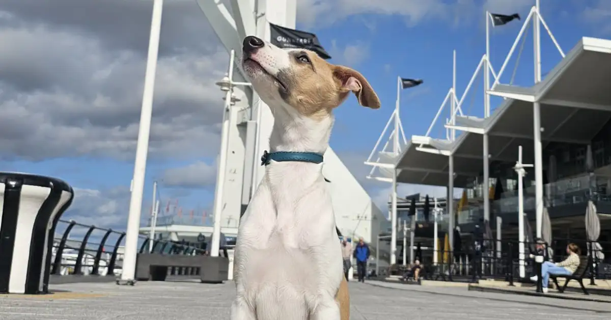 a white dog sitting lookingupwards showing of a vibrant teal coloured leather collar from Petiquette