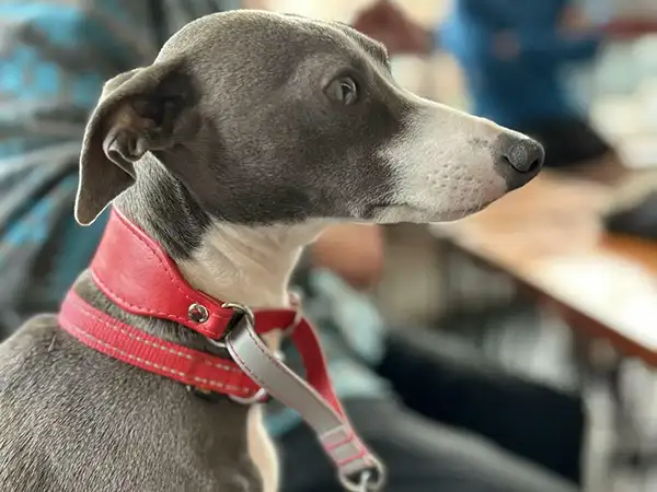 An Italian Greyhound wearing a martingale collar from Petiquette