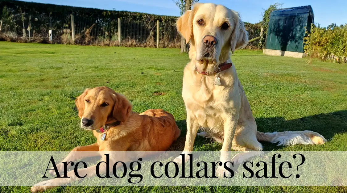 Are dog collars safe - 2 retrievers happily wearing leather collars made by Petiquette Collars